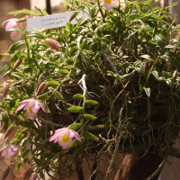 dendrobium_loddigesii1bd