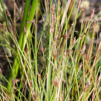 eleocharis_multicaulis2md (Eleocharis multicaulis)