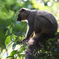 eulemur_fulvus_rufus5bd (Eulemur fulvus ssp. rufus)