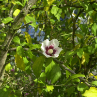 Hibiscus syriacus (Mauve en arbre ou althéa)