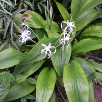 Hymenocallis littoralis (Hymenocallis)