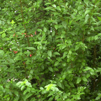 Ligustrum ovalifolium (Troène, Troène de Californie)