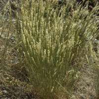 Melica ciliata (Mélique ciliée)