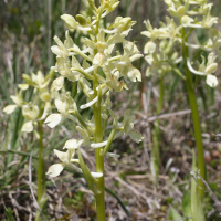 orchis_provincialis5md