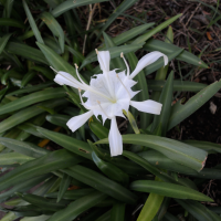 Pancratium zeylanicum (Lys calice de Ceylan, Fleur de la pluie)