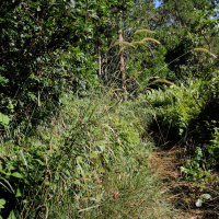 Pennisetum polystachion (Pennisetum)