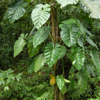 philodendron_giganteum3md