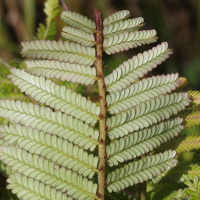 Phyllanthus mimosoides (Phyllanthus)