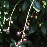 prunus_lusitanica4md