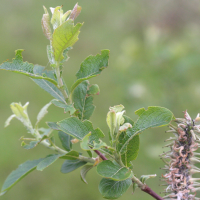 salix_cinerea3md