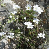 Saxifraga diapensoides (Saxifrage)