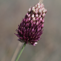 allium_sphaerocephalon6bd