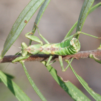 Ameles_spallanzania (Ameles spallanzania)