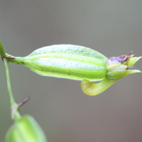 angraecum_obversifolium2md (Angraecum obversifolium)