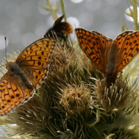 argynnis_niobe2bd