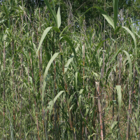 arundo_donax2md (Arundo donax)