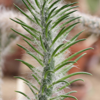 Austrocylindropuntia_vestita