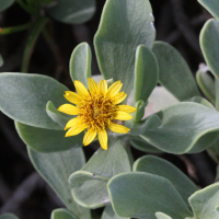 Borrichia_arborescens