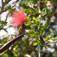 calliandra_purpurea2md (Calliandra purpurea)