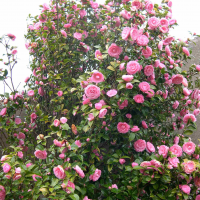 camellia_japonica4md