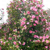 camellia_japonica4md (Camellia japonica)