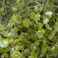 Claytonia perfoliata (Claytonie perfoliée)