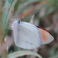 colotis_evanthe3md (Colotis evanthe)