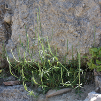 Crucianella latifolia (Crucianelle à large feuilles)