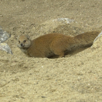 cynictis_penicillata2bd (Cynictis penicillata)