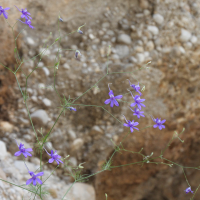 Delphinium_regalis (Delphinium (= Consolida) consolida)