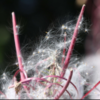 epilobium_angustifolium5md