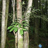 Ficus mauritiana (Affouche rouge, Figuier rouge, Figuier noir)