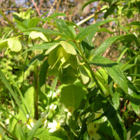 helleborus_viridis_occidentalis2md