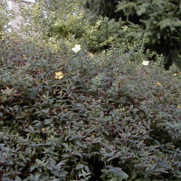 Hypericum calycinum cv Hidcote (Millepertuis de Hidcote)