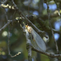 italochrysa_litalica2md