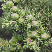 juniperus_phoenicea2md