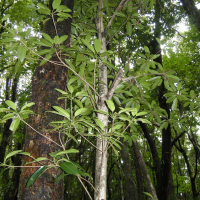 Labourdonnaisia calophylloides (Petit Natte)