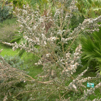 Leptospermum lanigerum (Leptospermum)