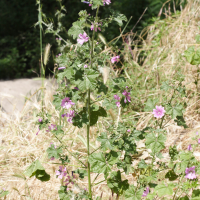 malva_sylvestris4md