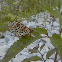 melitaea_didyma5bd