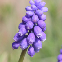 muscari_neglectum1cmd