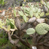 Opuntia elatior (Cactus, Figuier de Barbarie, Cactus raquette à fleurs rouges)
