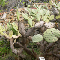 Opuntia_elatior