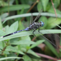 orthetrum_brachiale5bd