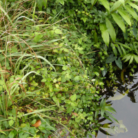 Persicaria chinensis (Renouée de Chine)