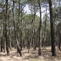 Pinus pinaster (Pin maritime)