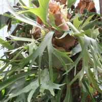 Platycerium willinckii (Corne de cerf, Corne d'élan)