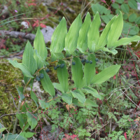 polygonatum_multiflorum4bd