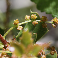 quercus_coccifera5md