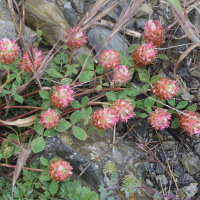 Trifolium argutum (Trèfle)